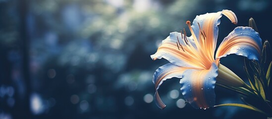 Poster - A daylily flower in the garden with a vintage blue filter, perfect for a copy space image.