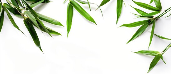 Fototapete - Bamboo leaves on a white backdrop with copy space image.