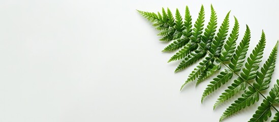 Fototapete - Image of a fern leaf on a blank white background featuring ample space for adding text or graphic elements - a copy space image.