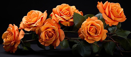 Aufkleber - Orange roses with a beautiful and fresh appearance, set against a black backdrop, with a designated area for additional image elements.