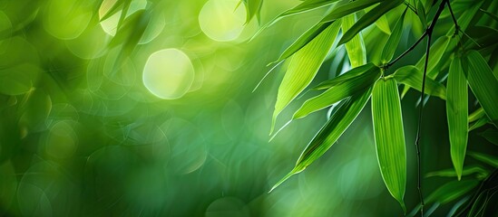 Poster - Beautiful close-up of a green bamboo leaf against a blurred green background in a garden, ideal for a cover page with copy space image.