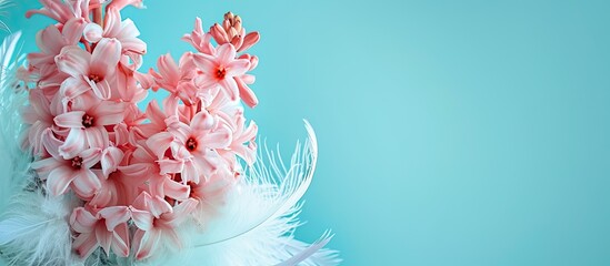 Aufkleber - Pink hyacinth flowers with white feathers against pastel blue or cyan colors, ideal for adding your text in a copy space image evoking spring or summer vibes.