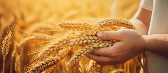 Sticker - Close-up view of hands holding golden wheat ears in a wheat field, with a ripening background providing a rich harvest, ideal for a copy space image.