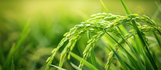 Poster - A green rice plant serves as the backdrop for a copy space image or wallpaper.
