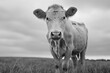 © Eugeniia - A cow in the field is looking directly at you. In black and white style.