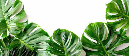 Fototapete - Top view of a real Philodendron Split Green Leaf Monstera deliciosa foliage with a tropical rainforest plant displayed on a white background with copy space image.
