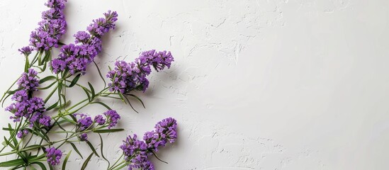 Aufkleber - White background with Limonium bouquet, copy space image.