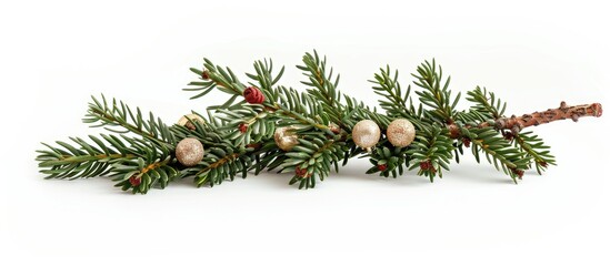 Poster - Fir branch adorned with glass balls on a white backdrop, suitable for a copy space image.