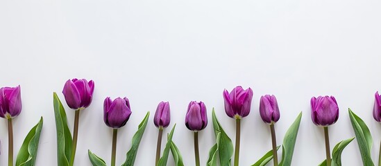 Wall Mural - Purple tulips on a white backdrop with copy space image.