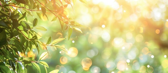 Aufkleber - Abstract blurred foliage and bright summer sunlight beautifully create a bokeh background with a copy space image.