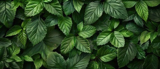 Leinwandbilder - Natural wallpaper background with green leaves, leaf texture, ideal for copy space image.