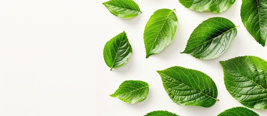 Fototapete - Leaf pattern against a plain white backdrop, providing ample copy space image.