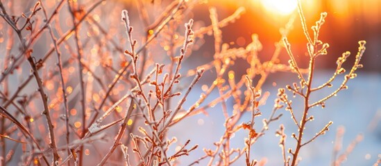 Leinwandbilder - Winter landscape with ice-covered plant stems in orange hues, no people present, and ample copy space image for creative natural concepts.