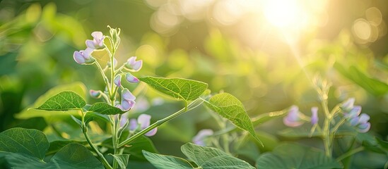 Leinwandbilder - In the morning light, a young green long bean bush and a soft purple flower grow together, set against a natural background with available copy space image.