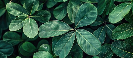 Aufkleber - Background featuring green leaves of Bauhinia aureifolia with copy space image.