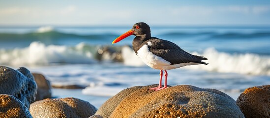 Sticker - An Oystercatcher, scientifically known as Haematopus ostralegus, standing on the shore with a beautiful view of the ocean in the background, ideal for a copy space image.