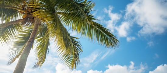 Poster - Detailed close-up view of a coconut tree against a backdrop of clouds in the sky, ideal for a copy space image.