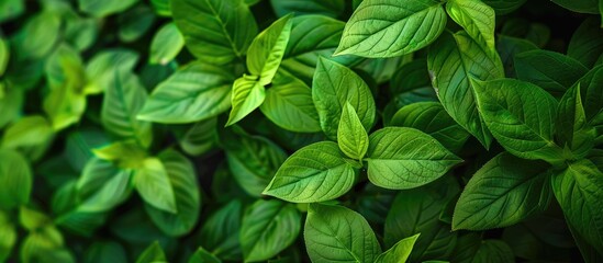 Aufkleber - Background of green leaves with copy space image.