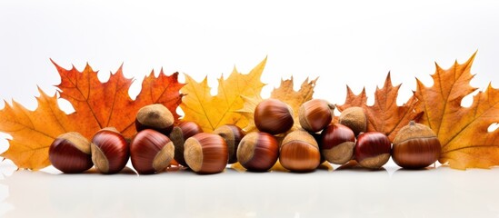 Poster - Arranged chestnuts with vibrant oak leaves on a white backdrop, providing a charming autumn-themed setting with copy space image.