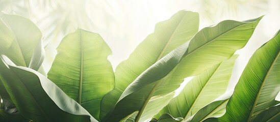 Poster - Soft pastel-toned green banana leaves in a natural setting with an open space for incorporating an image.