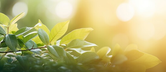 Poster - Image featuring blurred foliage and sunlight ideal for text or ads with copy space image.