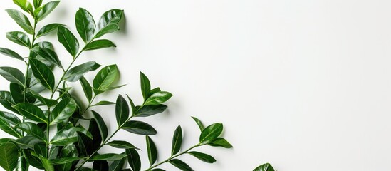 Aufkleber - Green leaves of Zamioculcas plant against a white backdrop with room for text. Emphasizing a tropical, botanical theme, featuring minimalistic home decor with house plants.
