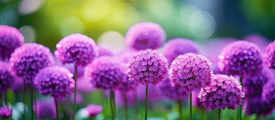 Poster - Close-up shot of lovely purple flowers against a green background, ideal for ads, postcards, banners, websites, and articles with space for text.