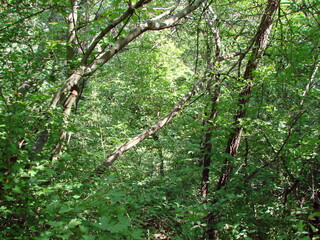 Wall Mural - A panorama of forest thickets in the Dnieper lowland through which the rays of the hot summer sun shine.