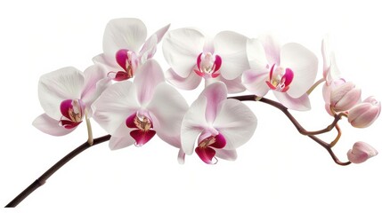 Canvas Print - White pink blooming Phalaenopsis orchid isolated on white background for home decor