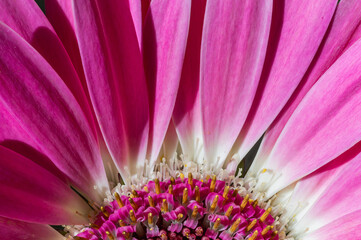 Stunning close-up photo of a lilac gerbera. Petals of high detail