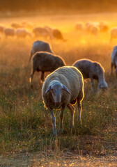 Poster - sheep in the meadow