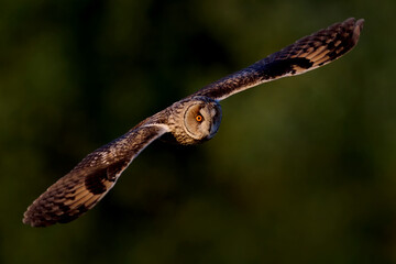 Sticker - Long-eared owl (Asio otus)