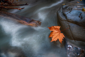 Wall Mural - Autumn in river side 