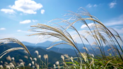 Poster - Grasses Swaying in the Wind Against a Blue Sky