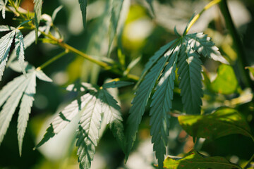 Wall Mural - Leaf bush marijuana cannabis on blurred background with nature light