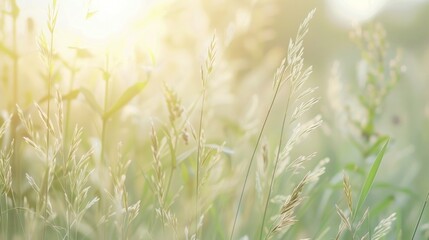 Sticker - Soft Light on a Meadow of Grass