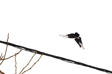 the magpie flies over the wire