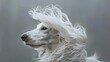 © takkan - A Borzoi dog with gorgeous hair