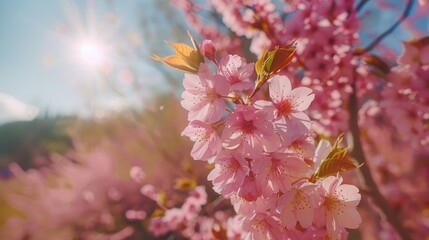 Wall Mural - Scenic view of pink cherry blossoms in nature with sunny Easter day