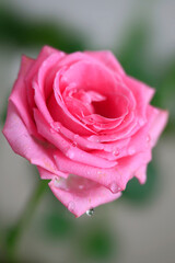 Wall Mural - Bouquet of pink roses in vase