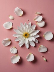 Floral flat lay artistic composition of white flower petals on pink backdrop