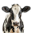 © aditya - Holstein Friesian black and white dairy cow, isolated transparent background png
