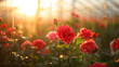 © practice  - Field of red roses being produced under a greenhouse.