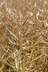 Wall Mural - Rapeseed pods ripen on the stems in the field.