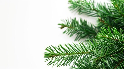 Wall Mural - norfolk island pine on white christmas background