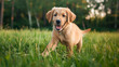 © solom - golden retriever puppy playing in the grass, smiling and looking at the camera on a summer day with a blurred background of trees and a green meadow in natural light