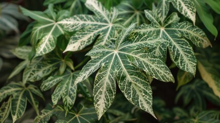 Fatsia japonica Spider s Web Japanese Aralia is a bushy evergreen shrub prized for its lush foliage of broad palmate dark green leaves speckled with white