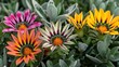 © Nijat - Gazania rigens or treasure flower is a perennial plant with vibrant multicolored blooms and silver green foliage Drought tolerant it thrives in sunny poor soils