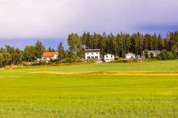 Wall Mural - Beautiful view of agricultural fields planted with rye and wheat, with villas on edge of fields near pine forest. Sweden.