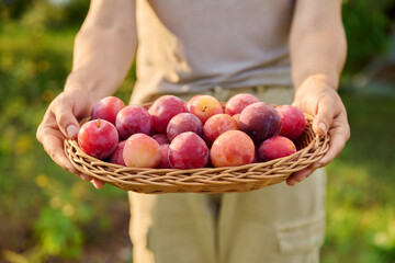 Wall Mural - Close up harvest plums in basket in hands, farmers market